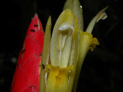 Image of Costus stenophyllus Standl. & L. O. Williams