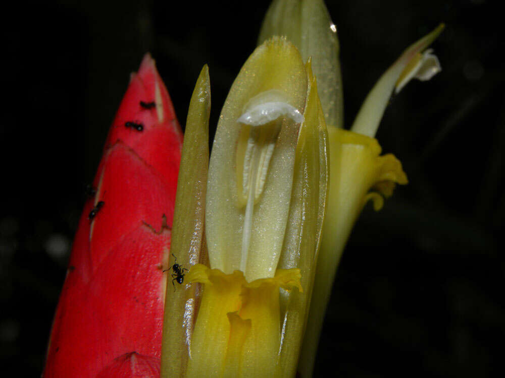 Image of Costus stenophyllus Standl. & L. O. Williams