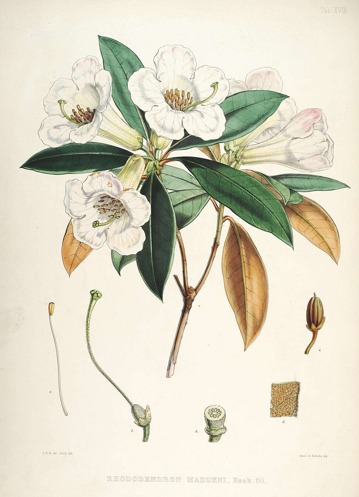 صورة Rhododendron maddenii Hook. fil.