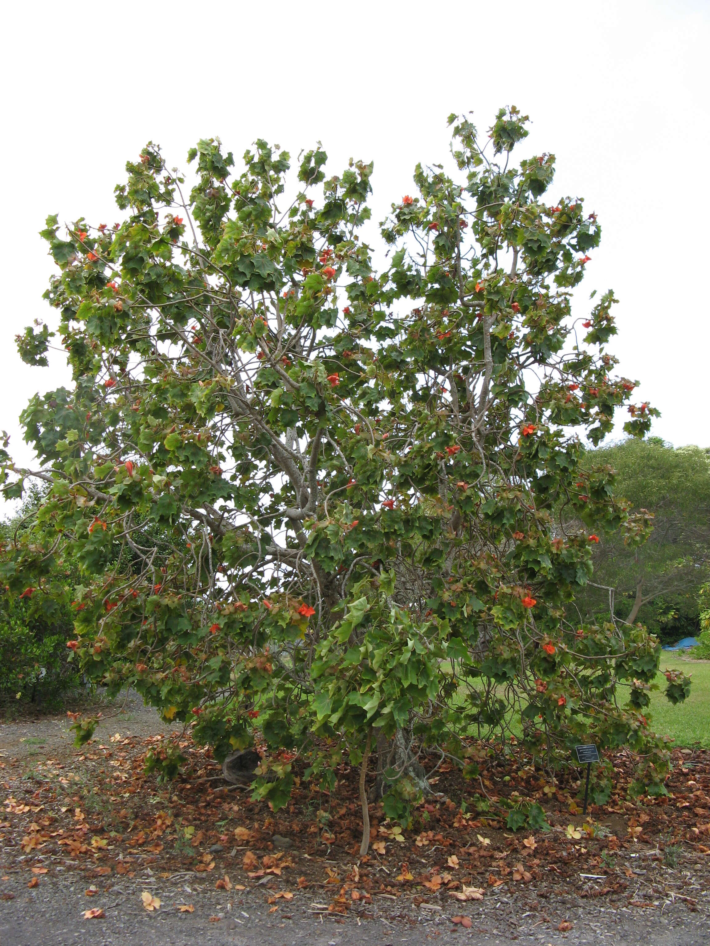 Image of treecotton