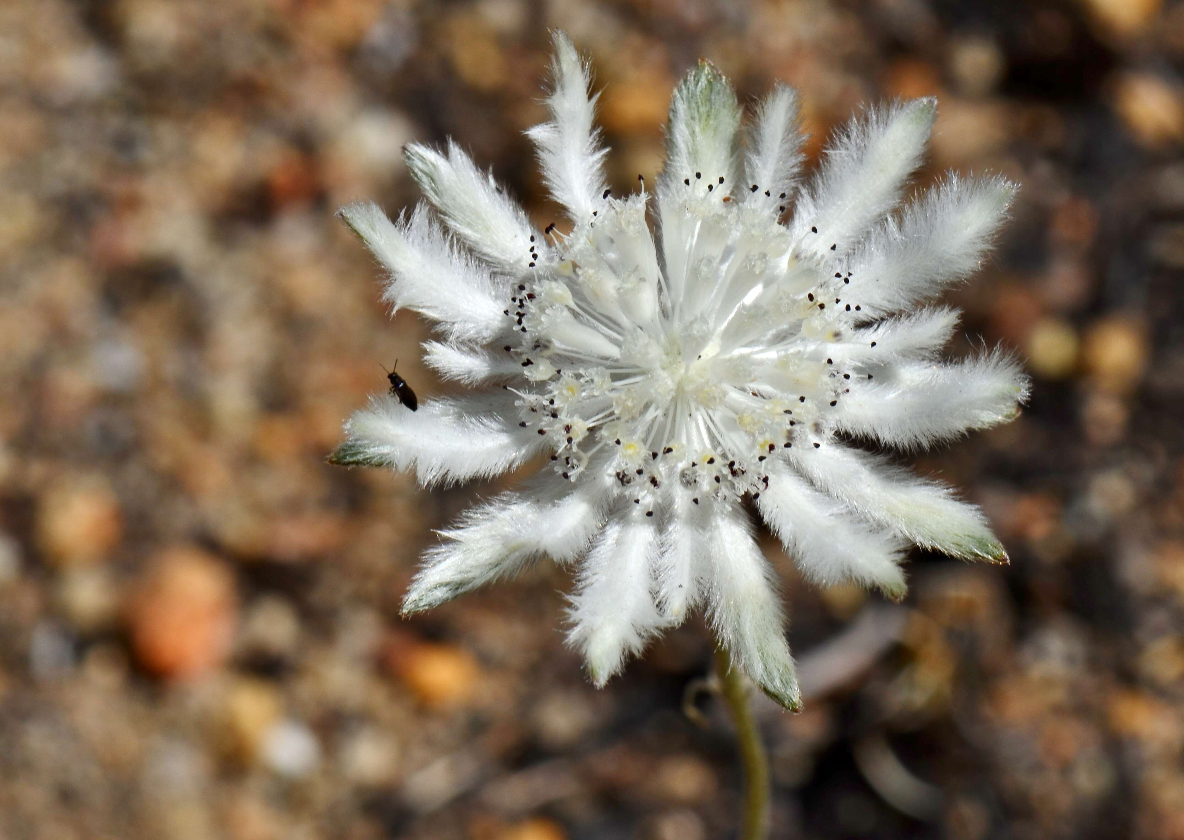 Imagem de Actinotus leucocephalus Benth.