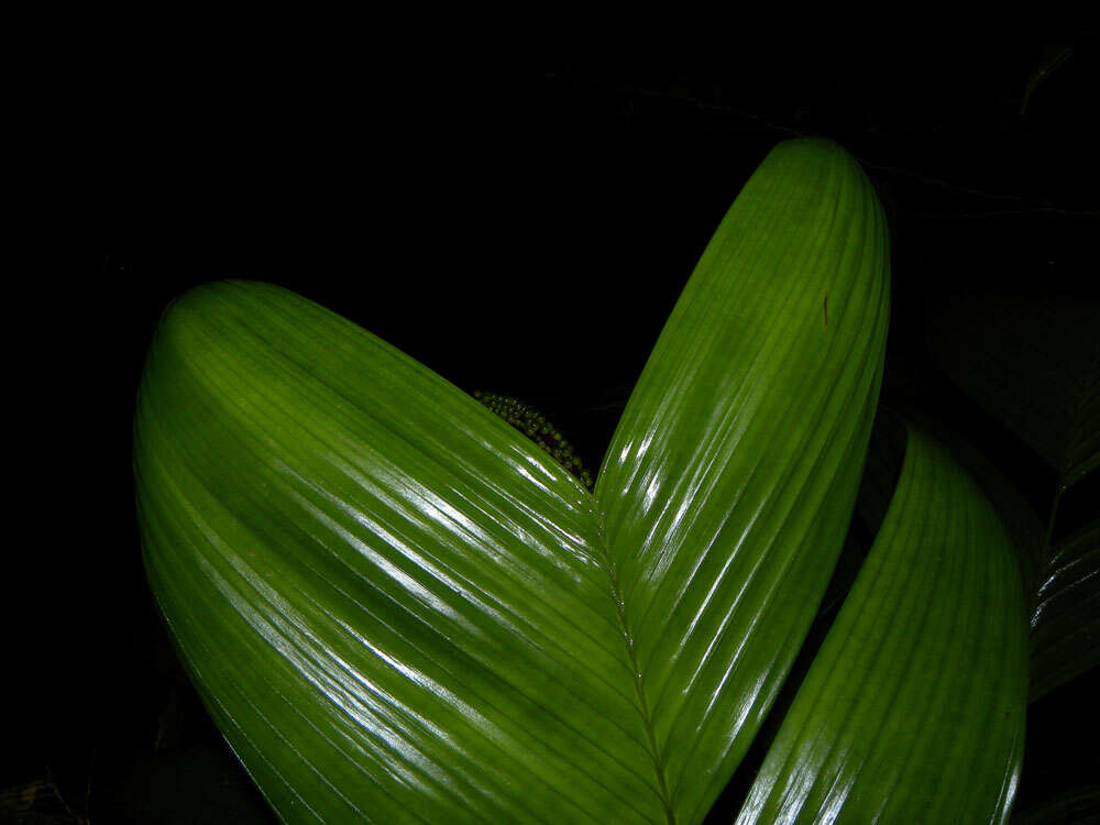 Image of Geonoma cuneata H. Wendl. ex Spruce