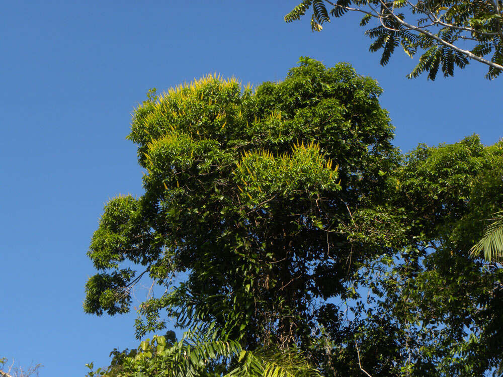 Image of Vochysia allenii Standl. & L. O. Williams