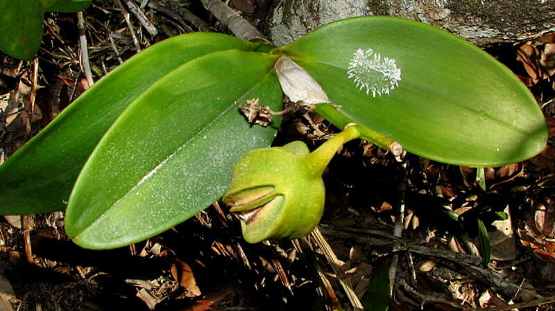 Image of Cattleya granulosa Lindl.