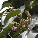 Image of Croton hibiscifolius Kunth ex Spreng.