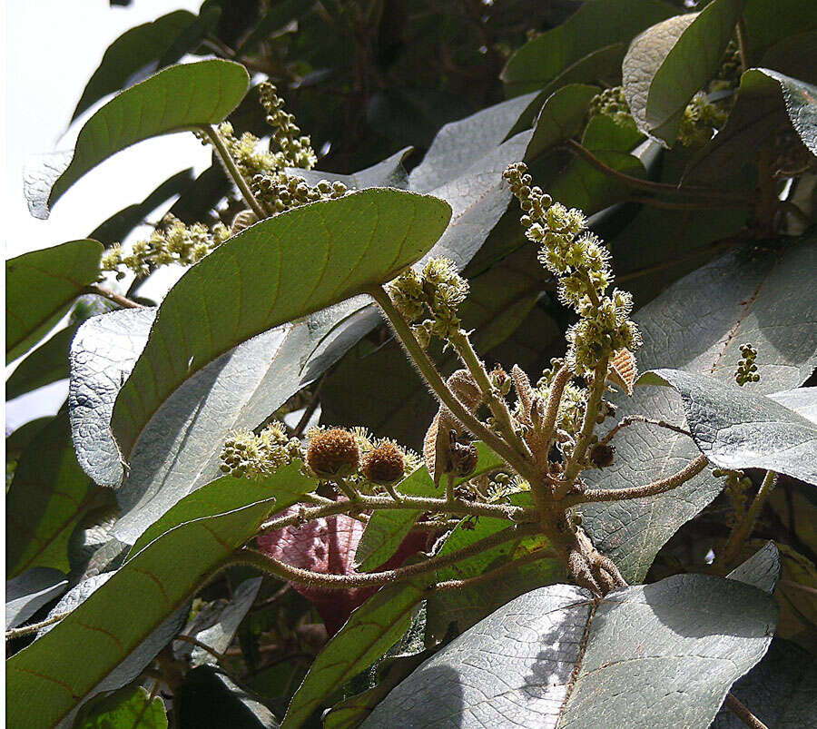 Image of Croton hibiscifolius Kunth ex Spreng.