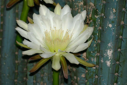 Image de Cereus repandus (L.) Mill.