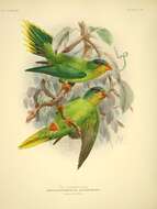 Image of New Caledonian Lorikeet