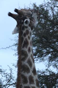 Plancia ëd Giraffa camelopardalis (Linnaeus 1758)