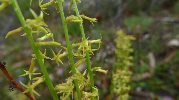 Слика од Stackhousia viminea Sm.