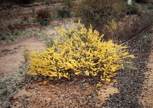 Image of Acacia lineata A. Cunn. ex G. Don