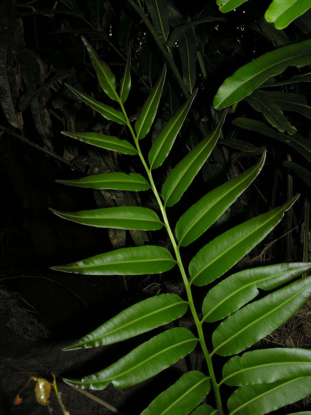 Image of leatherfern