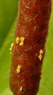 Image of Anthurium longipes N. E. Br.