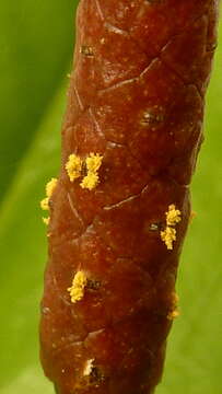 Image of Anthurium longipes N. E. Br.