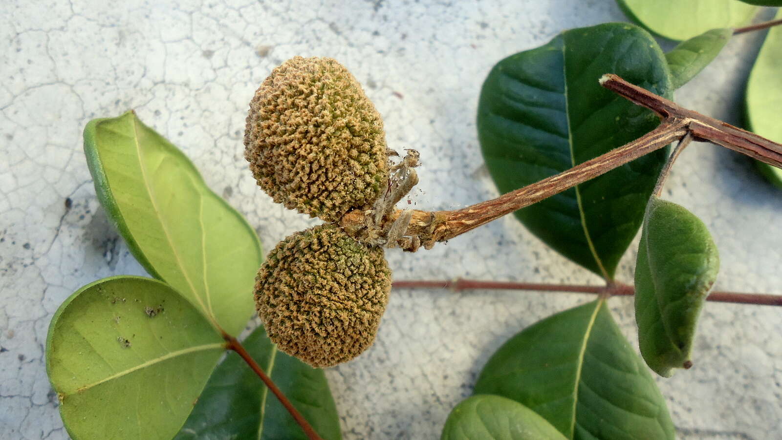 Image of Simaba floribunda A. St.-Hil.