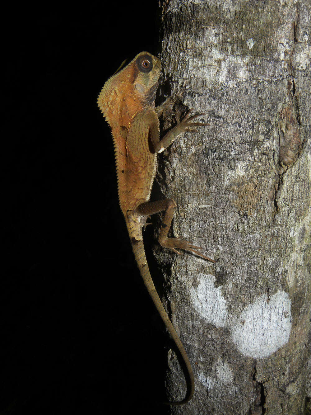 Image of helmet lizards