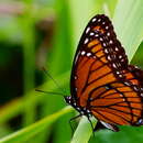 Image of Limenitis archippus floridensis Strecker 1878