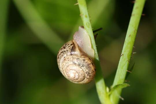 Arianta arbustorum (Linnaeus 1758) resmi