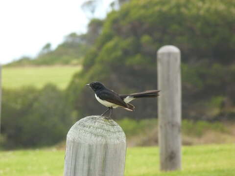 Image of Willie Wagtail