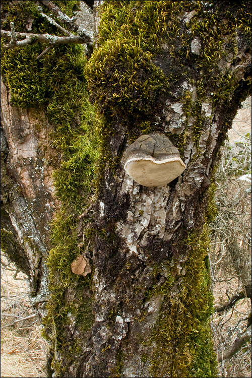 Image of Phellinus pomaceus (Pers.) Maire 1933