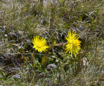 Image of Xerochrysum alpinum Paul G. Wilson