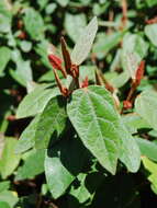 Image of Lasiopetalum macrophyllum R. Grah.