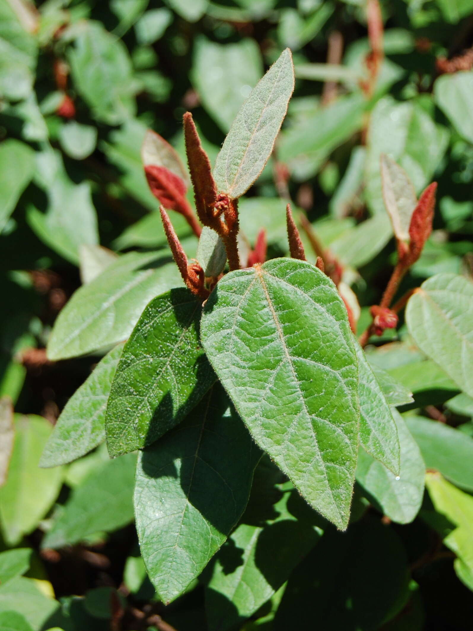 Image of Lasiopetalum