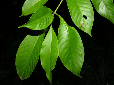 Image of Hamelia macrantha Little