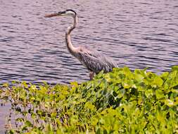 Image of Great Blue Heron