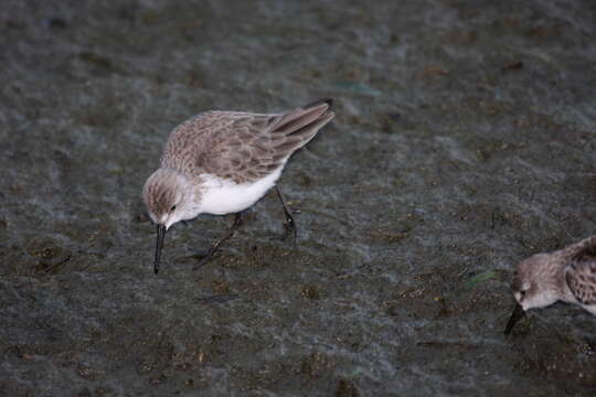 Image of Western Sandpiper