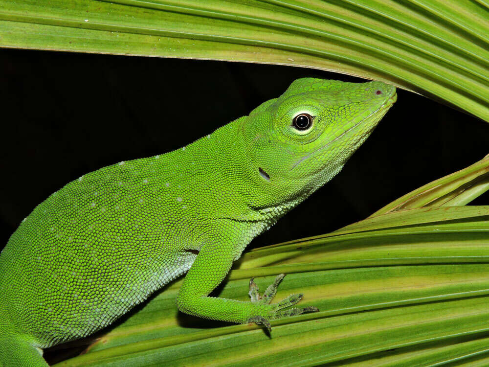 Imagem de Anolis biporcatus (Wiegmann 1834)