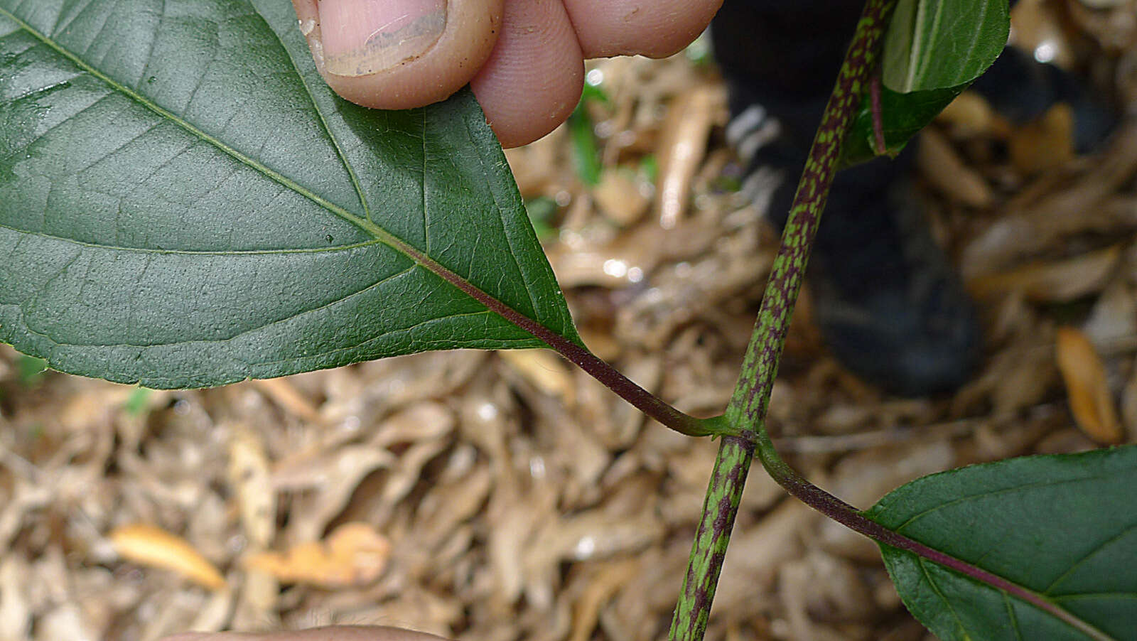 Image of Tilesia