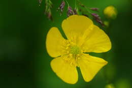 Image of common buttercup