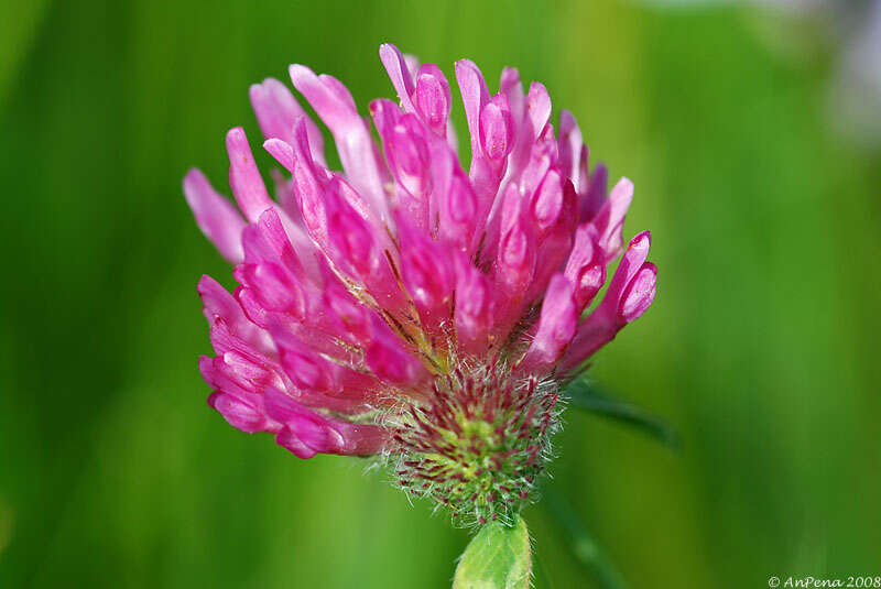 Image of Red Clover