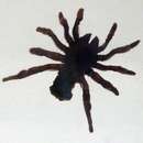 Image of California Trapdoor Spider