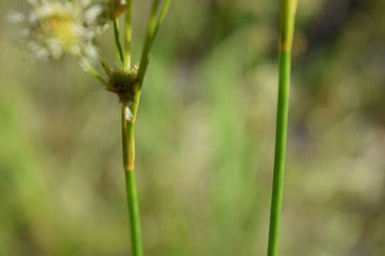 Juncus scirpoides Lam. resmi