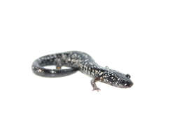 Image of Woodland salamander