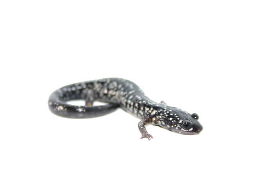 Image of White-spotted Slimy Salamander