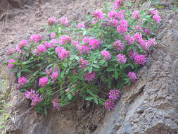 Image of Red Clover