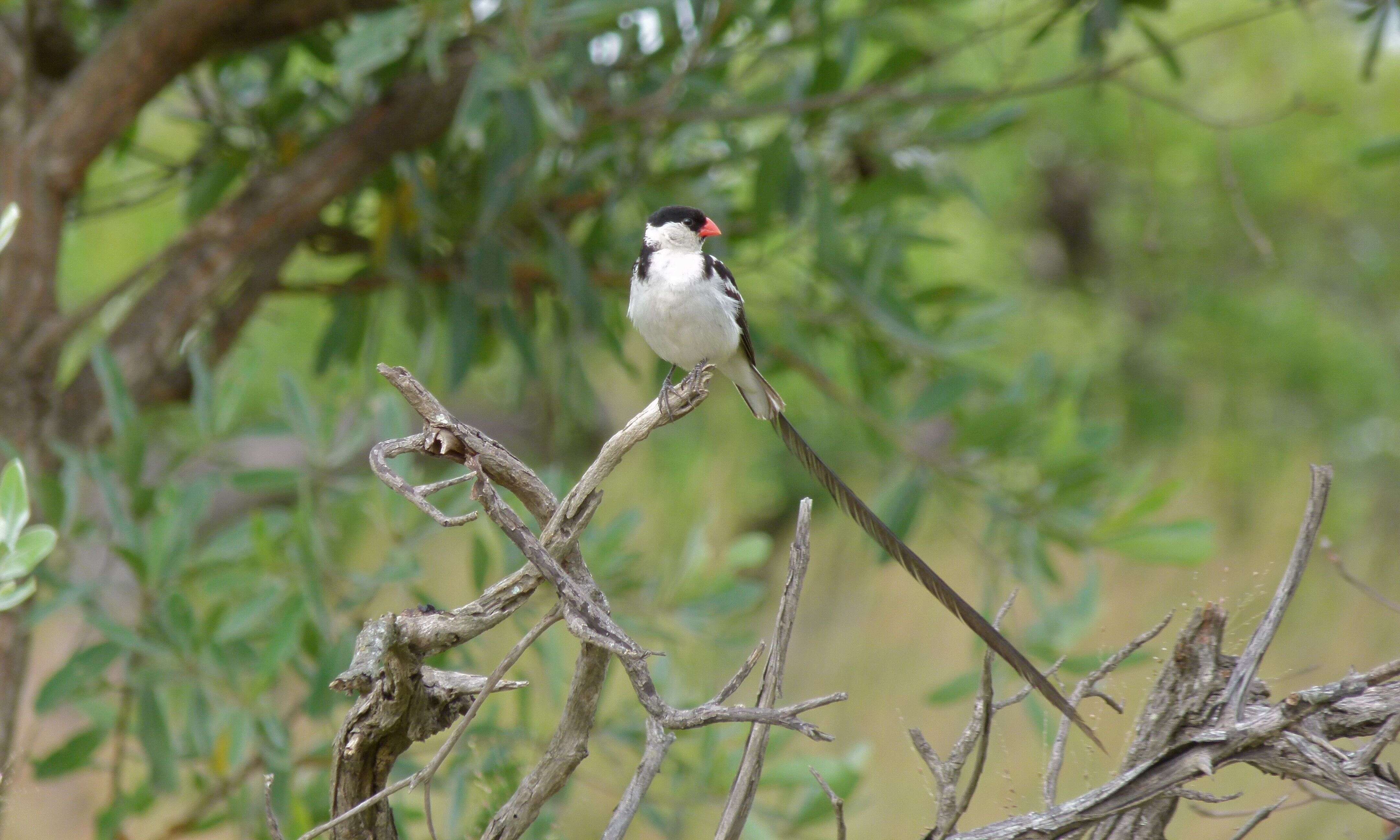 Image of Pin-tailed Whydah