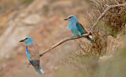 Image of Coracias Linnaeus 1758