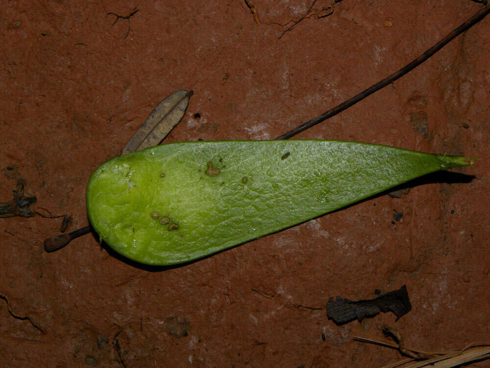 Image of Brazilian firetree