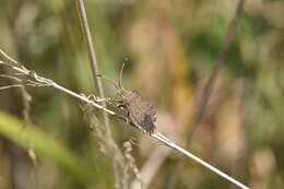 Image of Enoplops scapha (Fabricius 1794)