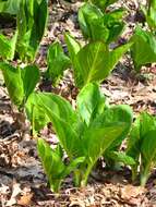 Image of skunk cabbage