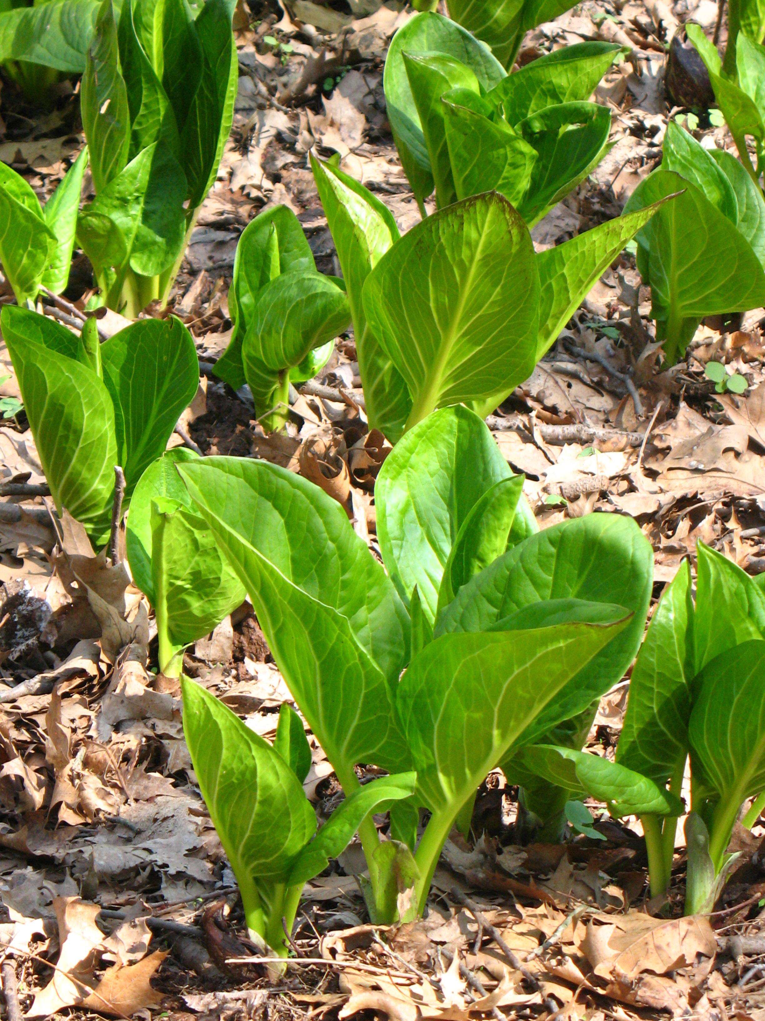 Image of Clumpfoot Cabbage