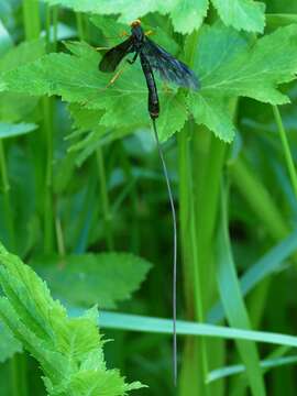 Image of Giant Ichneumons