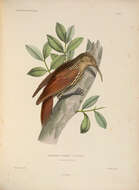 Image of Streak-headed Woodcreeper