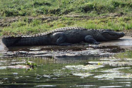 Image of Crocodylus