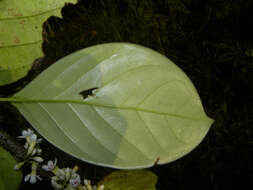 Image of Schlegelia parviflora (Oerst.) Monach.