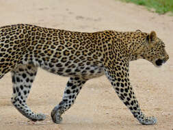 Image of Leopard